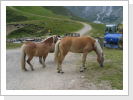 Klicken Sie auf das Bild, um es zu vergrößern